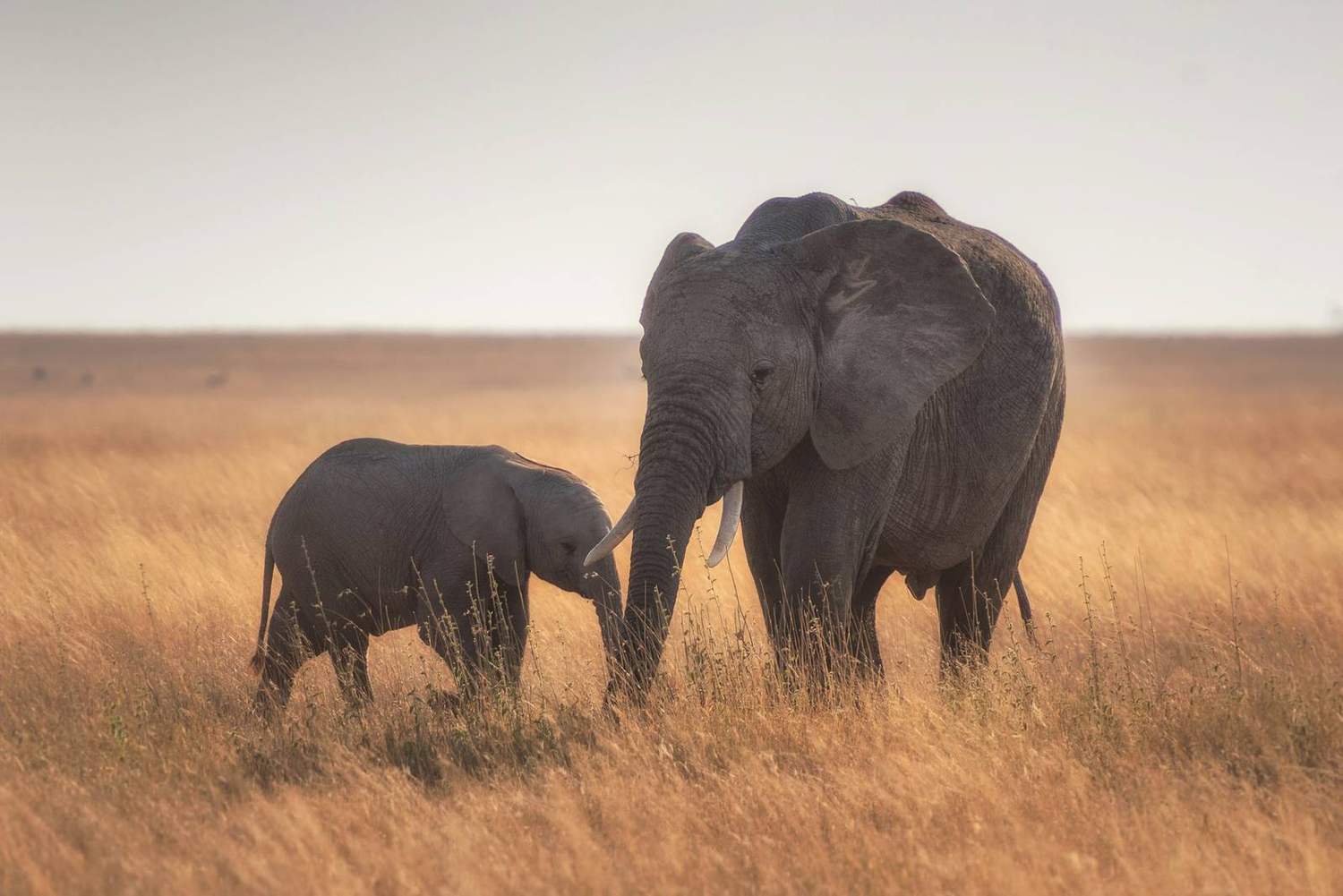An elephant and calf walking through golden savanna grass at sunrise