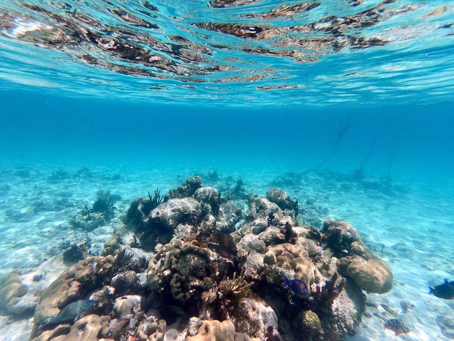 Snorkeler drifting over a colourful coral reef in clear turquoise water